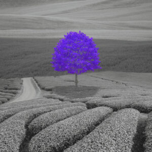 PURPLE TREE