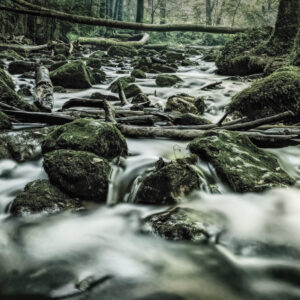 THE WILD SIDE OF LIFE