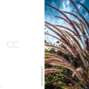 THE POWER OF LIFE KARTE